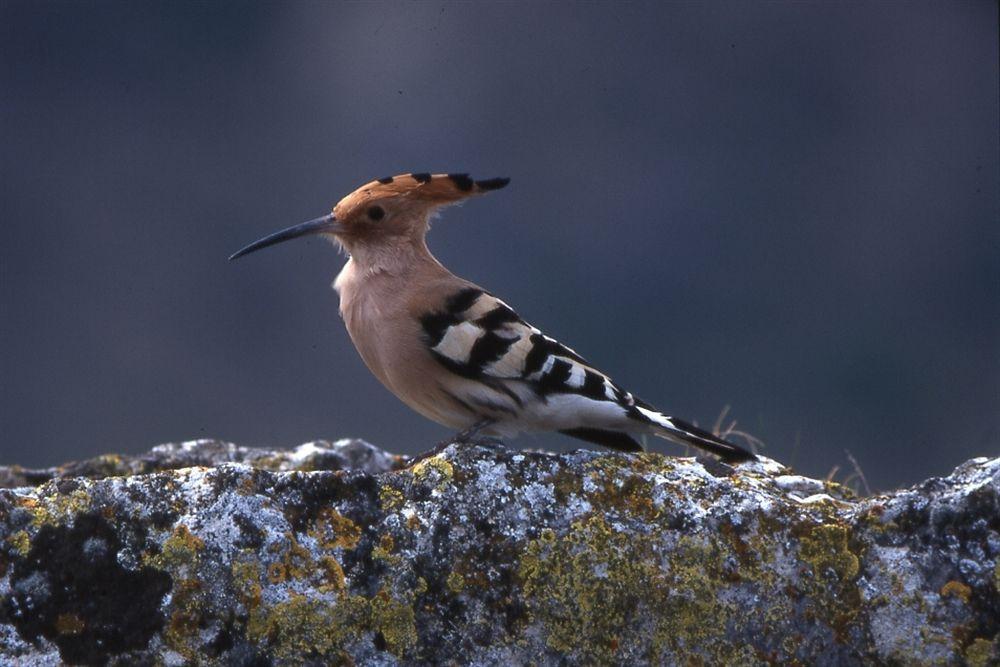 ホテル サン ラモン デル ソモンタノ バルバストロ エクステリア 写真